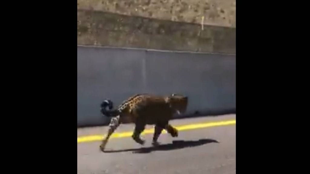 Jaguar se pasea por carretera de Nayarit (video)
