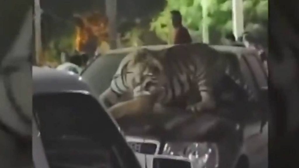 Partido de voleibol, entre autos de lujo y un tigre, terminó en balacera y un muerto (video)