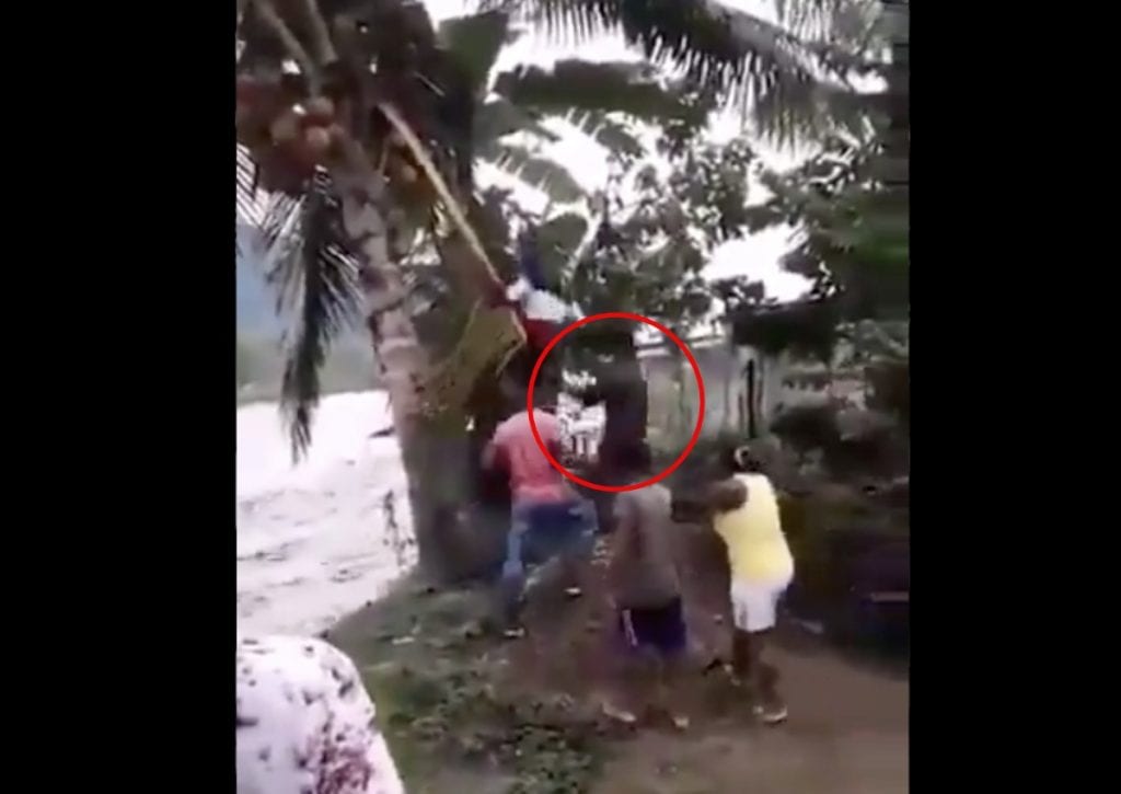 Un hombre que buscaba cortar cocos de una palmera fue arrastrado por la corriente de un río, en Colombia.