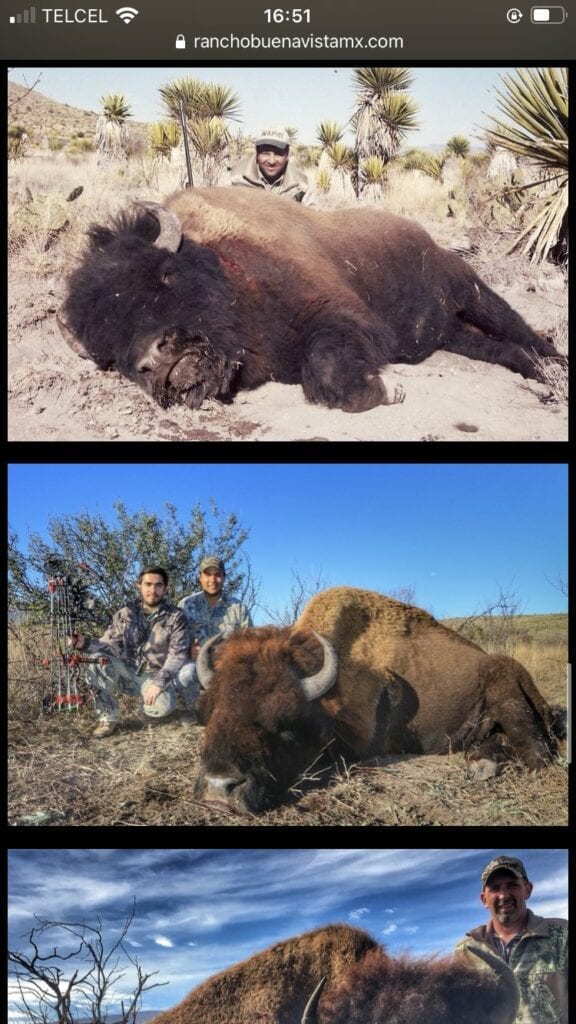 Por medio de redes sociales, el Rancho Buena Vista ubicado en la región Centro de Coahuila, generó controversia e indignación de usuarios, luego de que se publicaran una serie de fotografías de caza de un Bisontes.