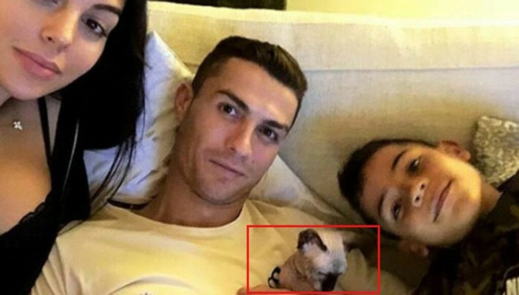 El gato de Cristiano Ronaldo, fue atropellado en su casa de Turín, por lo que la pareja de CR7, Georgina Rodríguez lo envió a España en un jet privado para ser atendido