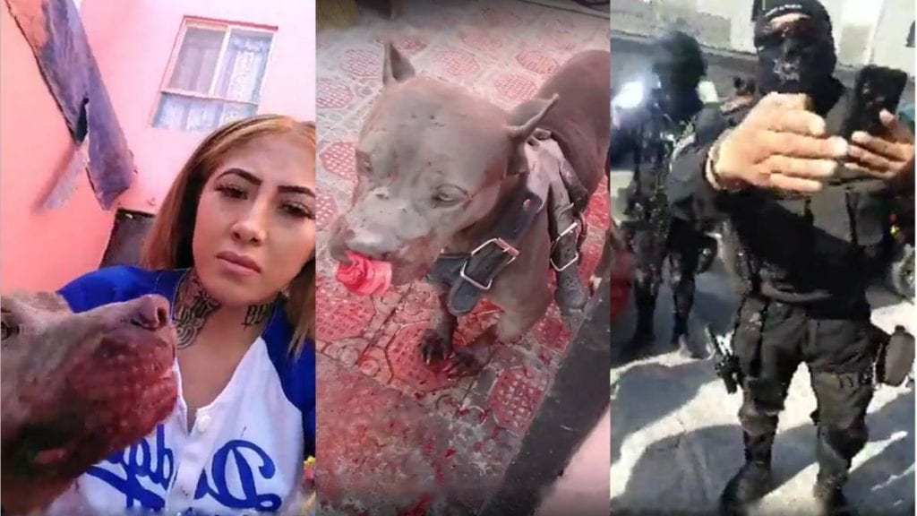 Video Policía le dispara a un perro en la boca; piden justicia