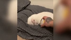 Video gatita sorda se emociona por la forma en la que su dueño la despierta
