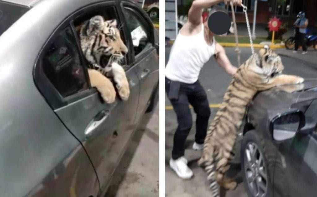 Video un tigre de Bengala pasea en auto por calles de Mazatlán_02