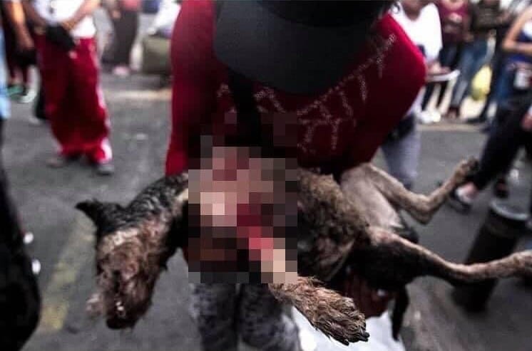 La asociación protectora de animales Mundo Patitas denunció que policías de la Secretaría de Seguridad Ciudadana (SSC) de la Ciudad de México mataron a un perro durante un operativo realizado en el barrio de Tepito.