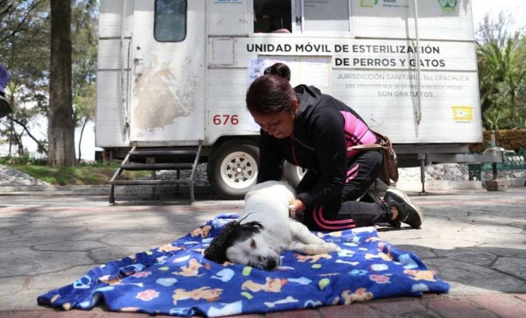 El municipio de Mineral de la Reforma, Hidalgo, anunció las fechas de las campañas gratuitas de vacunación antirrábica y esterilización quirúrgica de perros y gatos