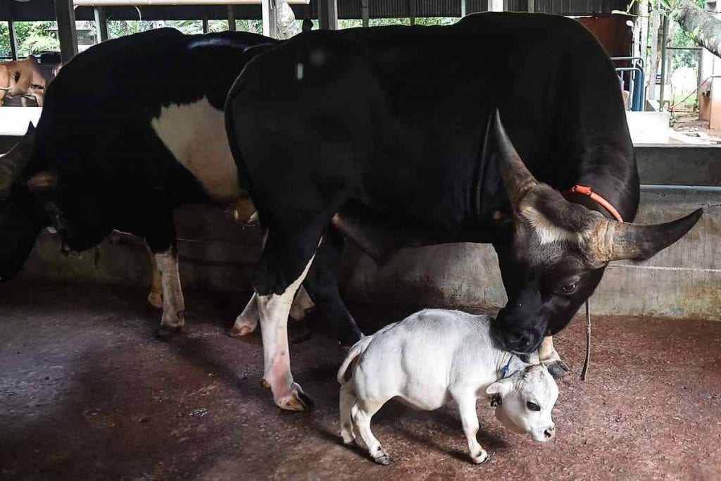 La llegada de una vaca a este mundo causó revuelo, esto debido a que es considerada la más pequeña del mundo. Rani, nombre del bovino, mide 51 centímetros de altura, con lo que desbancaría a la vaca que tiene el Récord Guinnes