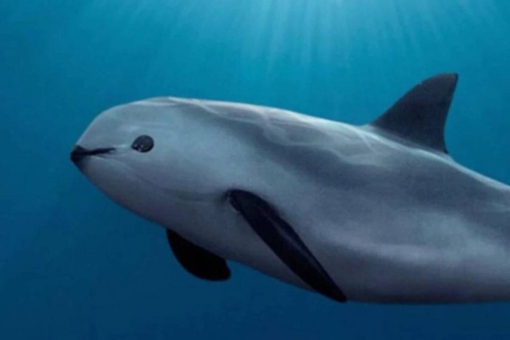 El Gobierno de México anunció la implementación de "medidas coercitivas severas" con el fin de proteger a la vaquita marina que está en peligro de extinción ante la captura ilegal de la totoaba en el Alto Golfo de California.