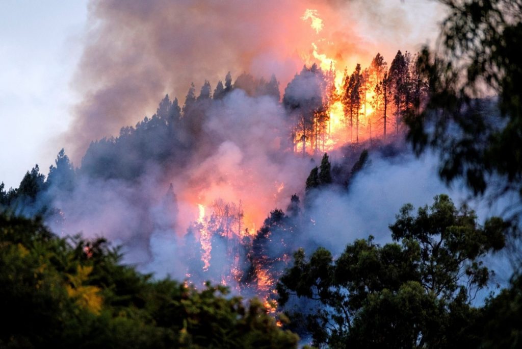 Incendios forestales y plagas en Hidalgo.