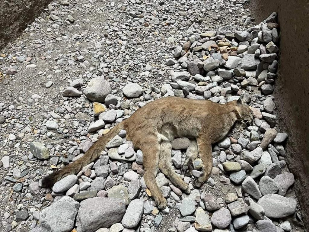 Los restos de un puma fueron hallados en el municipio de Tasquillo.