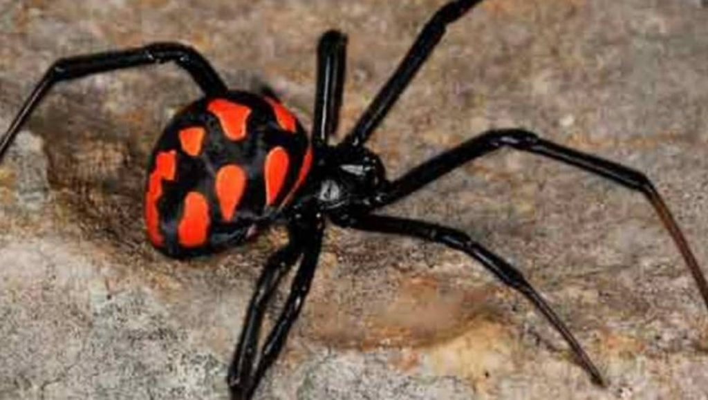 Tres niños provocaron a una araña viuda negra para que los picara y así “lograr los poderes” arácnidos de Spider-Man en Bolivia, informaron medios locales citando a autoridades de Salud.