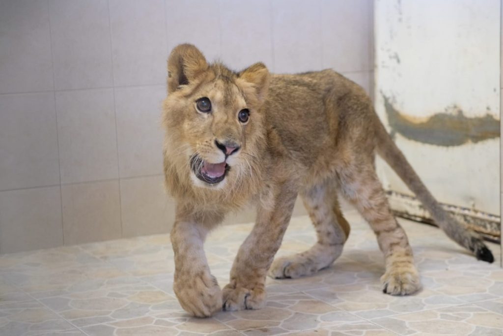 Capturan a cachorro de león africano ¡en Ecatepec!