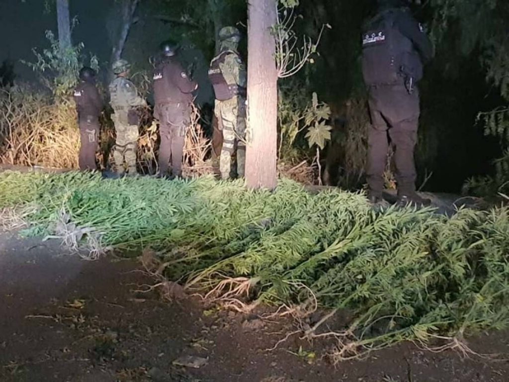 Elementos de seguridad del municipio de Tlalnepantla, Estado de México, localizaron un plantío de mariguana en un campo de futbol.