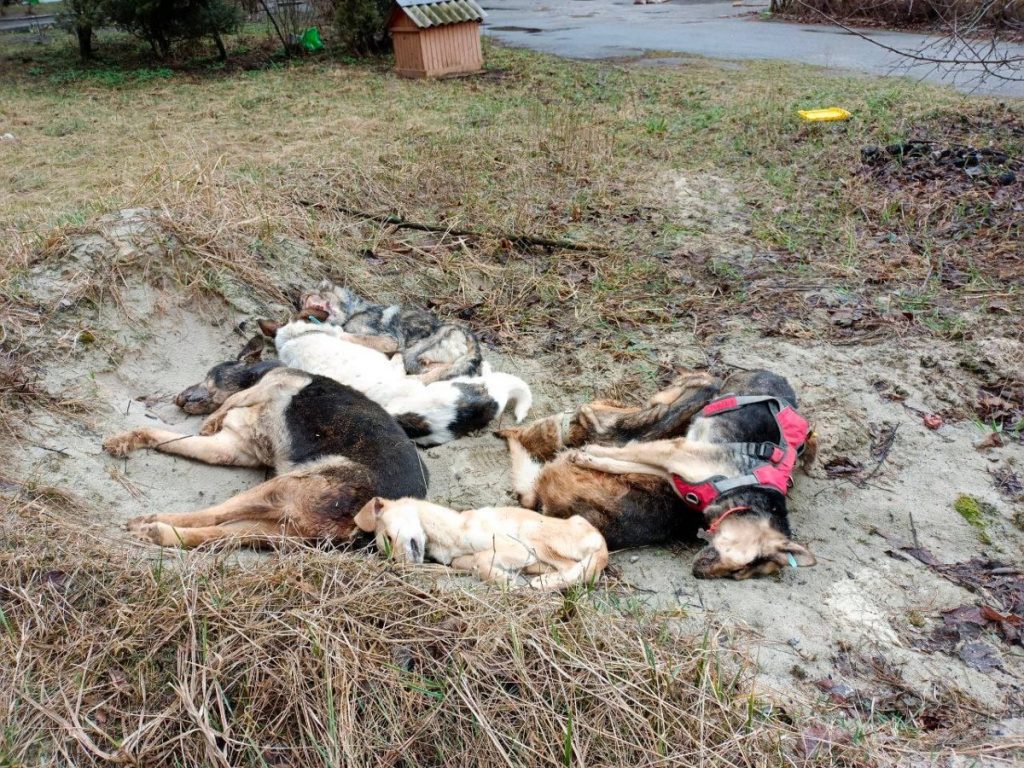 Mueren de hambre 300 perros en refugio de Ucrania