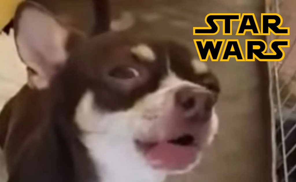 Perro canta la canción de Star Wars y se vuelve viral
