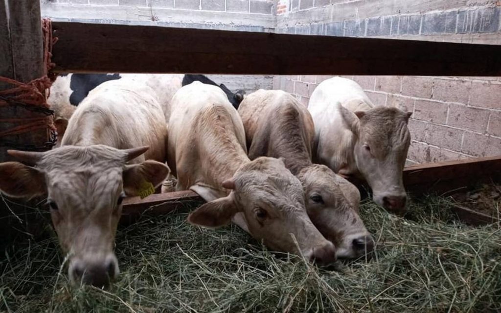 Protege Congreso de Hidalgo a animales de granja contra la crueldad