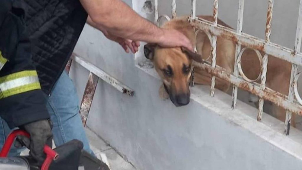 Se registró un accidente que involucró a un perro en Mineral de la Reforma e implicó el auxilio de autoridades estatales.
