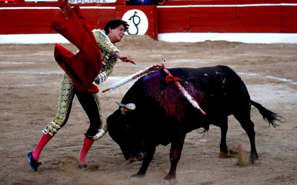 SCJN determinó que corridas de toros y peleas de gallos no son patrimonio cultural
