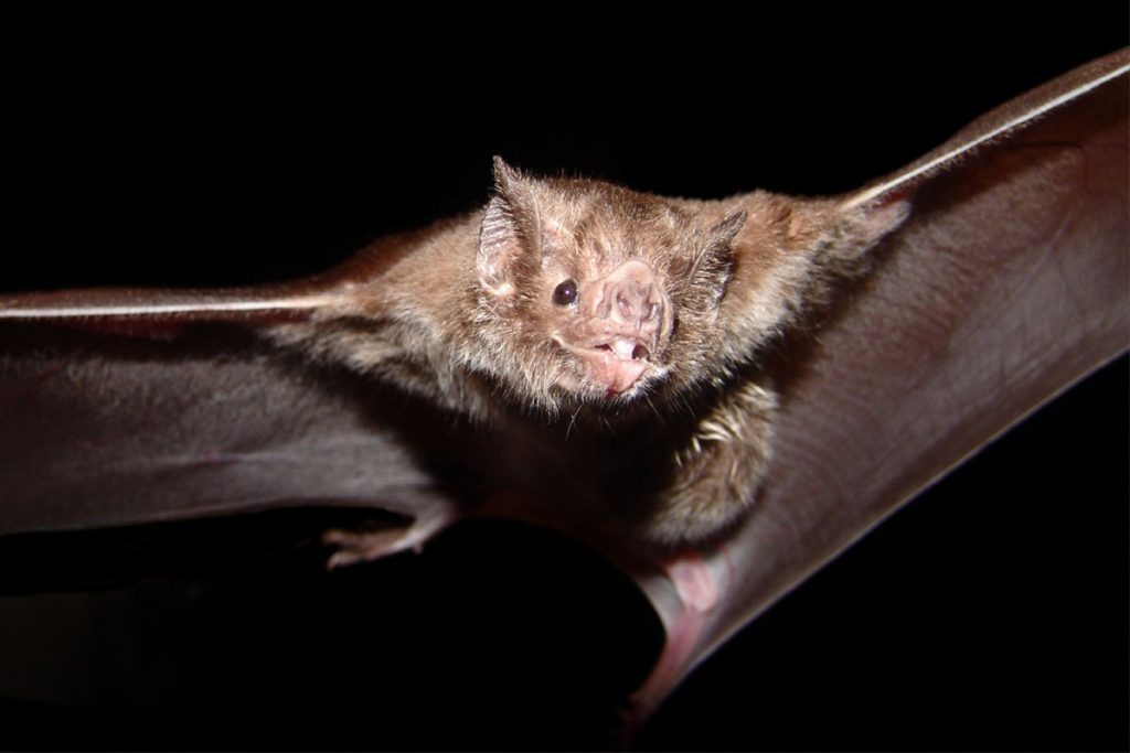 Capturan a murciélago hematófago en Alfajayucan