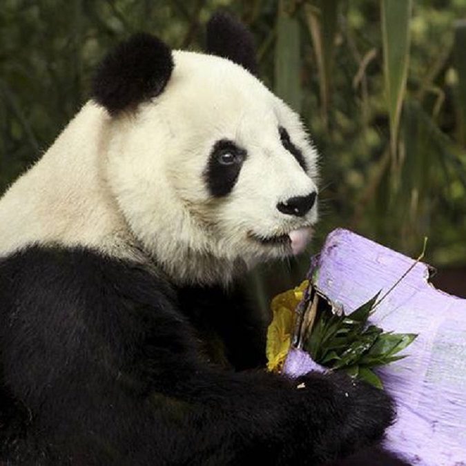 panda-zoologico-chapultepec