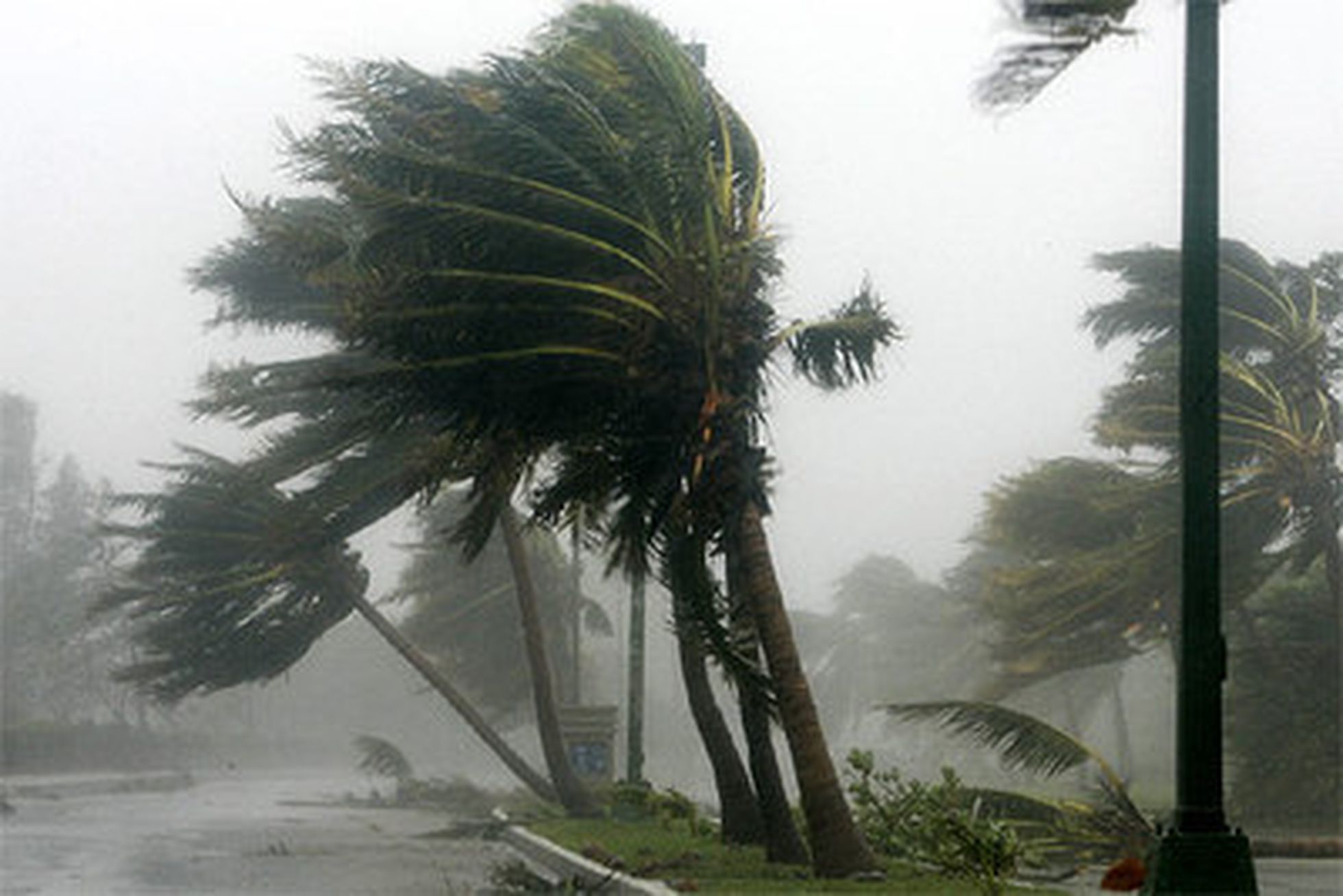 Сильный ветер с водой. Ураган Вилма. Ураган пальмы. Сильный ветер буря.