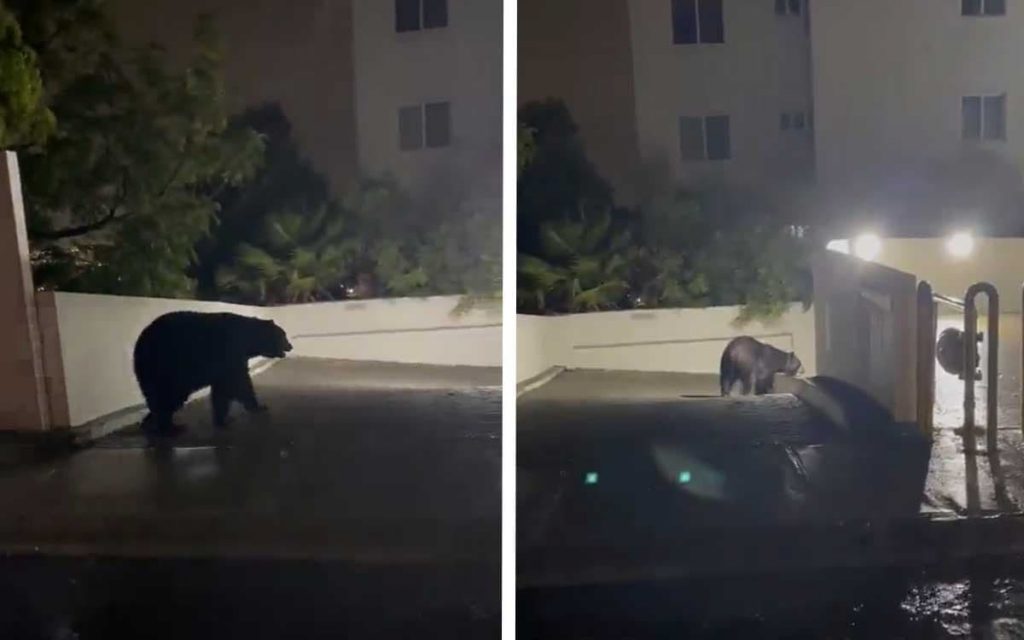 Captan a un oso negro paseando por las calles de Monterrey tras las tormentas