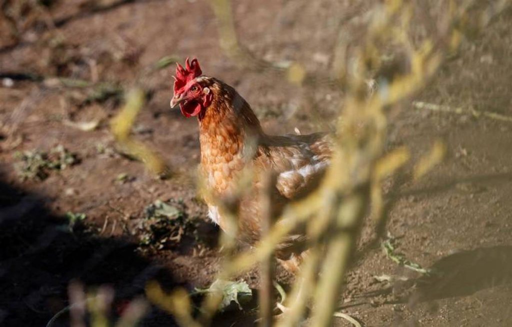 Senasica impuso cuarentenas internas para granjas en Sonora y Nuevo León, esto como una medida de prevención contra la gripe aviar.