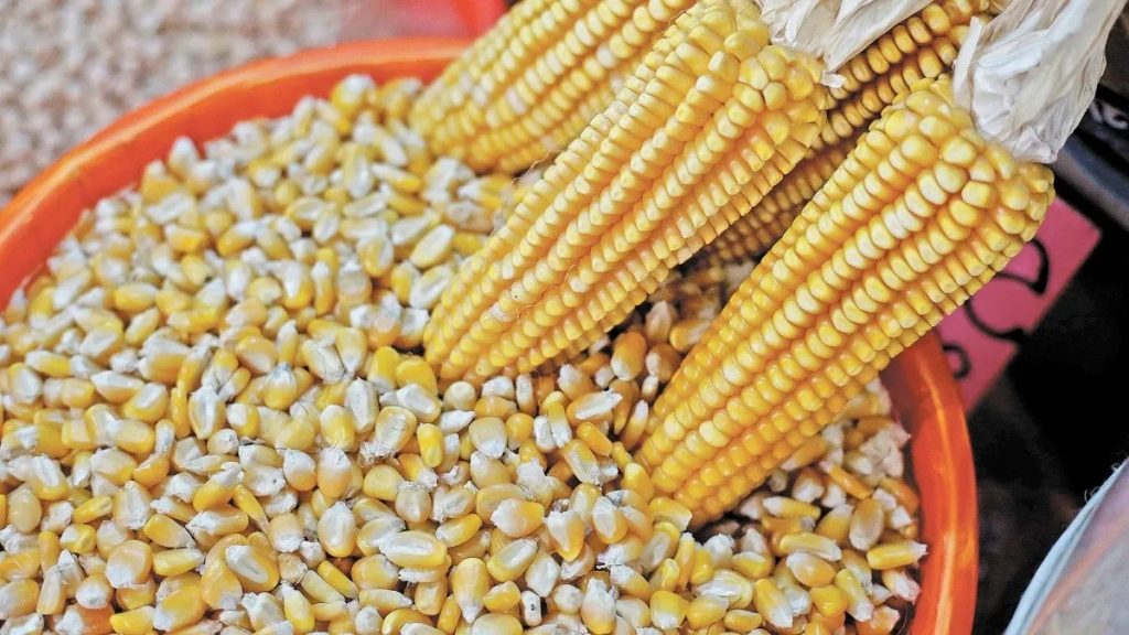 Economía: inconformidad de EU con decreto de México sobre maíz es con fines políticos