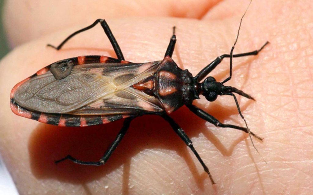 Día Mundial de la Enfermedad de Chagas, una enfermedad silenciosa