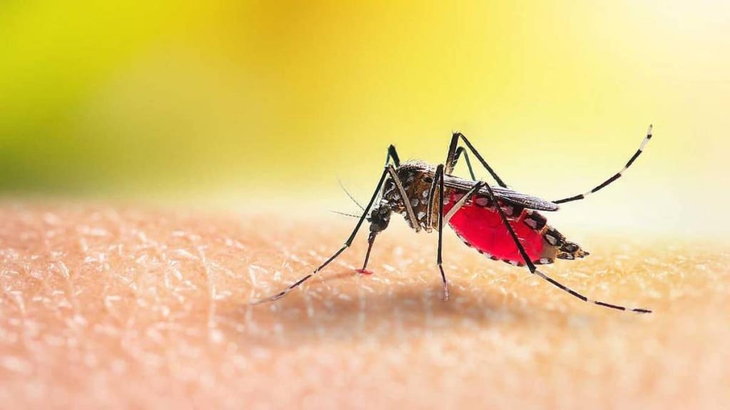 Tres enfermedades se deben a los arbovirus transmitidas al hombre a través de mosquitos de tipo Aedes