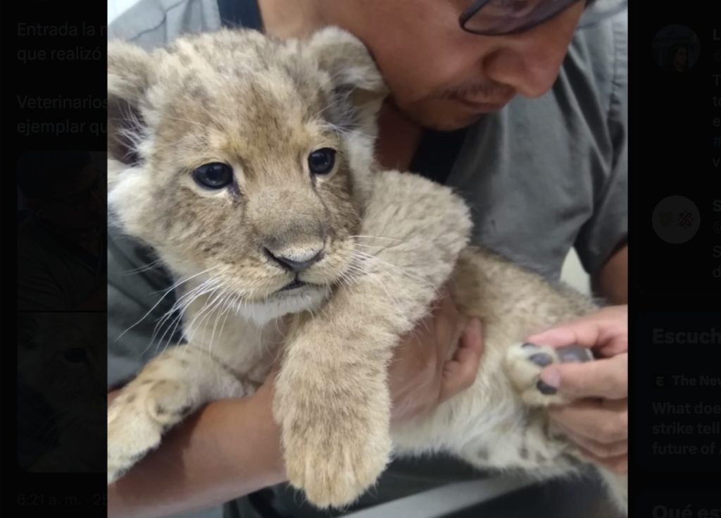 Cachorro de león es hallado en operativo en la CDMX (VIDEO)