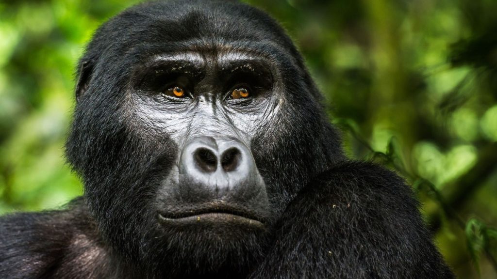 Reportan un gorila suelto en Villas de Tezontepec, Hidalgo