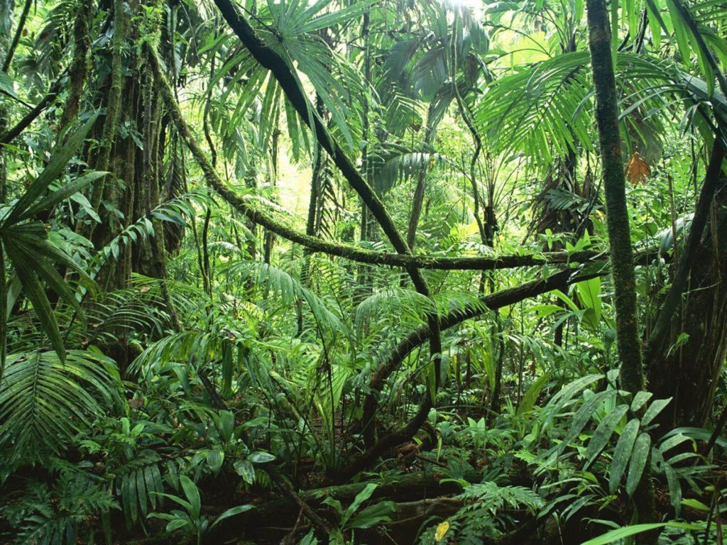 Día Internacional de los Bosques Tropicales, un llamado a la conservación del medio ambiente