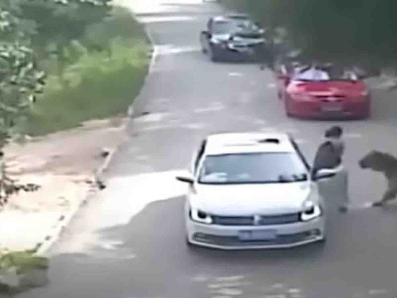 Mujer baja de su auto en un safari y es atacada por un tigre