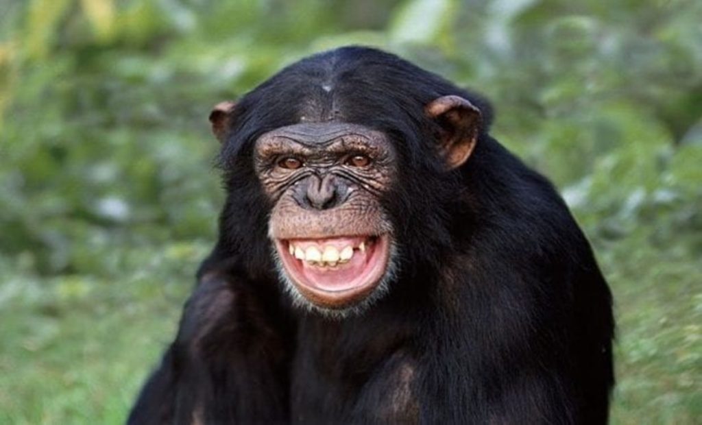 Día Mundial del Chimpancé, un esfuerzo por conservar la evolución
