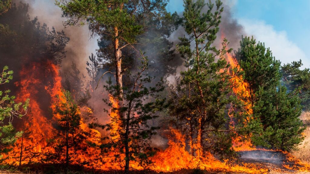 Día Mundial de la Prevención de Incendios Forestales: una lucha incansable