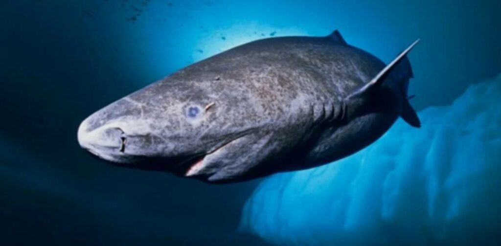 Es un tiburón de Groenlandia, el vertebrado más longevo de la Tierra, que fue descubierto en el Mar Caribe tropical.