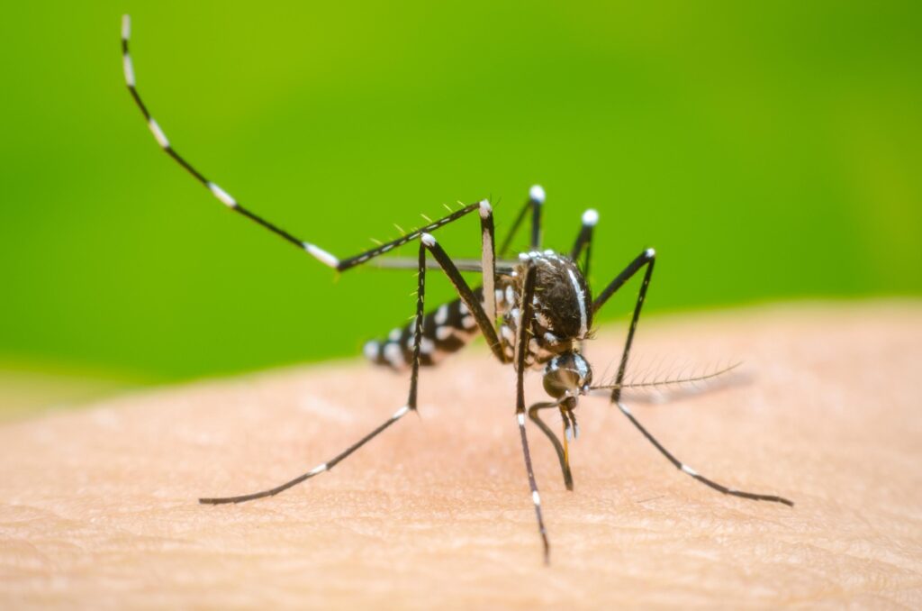 Aumentan casos de dengue en México