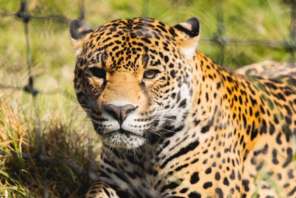 Día Internacional del Jaguar, el rugido de un animal ancestral