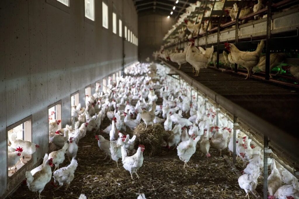 México reporta brote de gripe aviar H5N1 en Sonora
