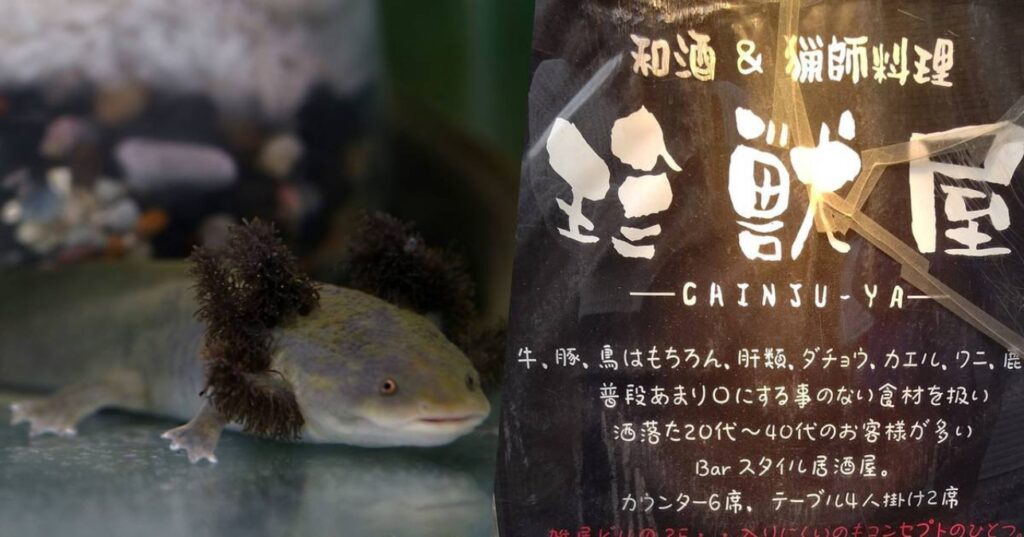 Internautas han mostrado su descontento en redes sociales hacia un restaurante japonés entre su menú anuncian ajolote frito.