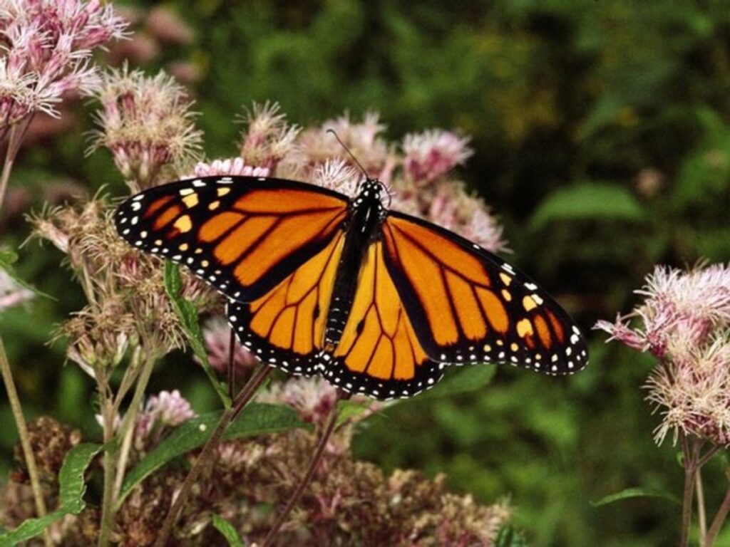 Mariposas monarca reducen su presencia en boques mexicanos