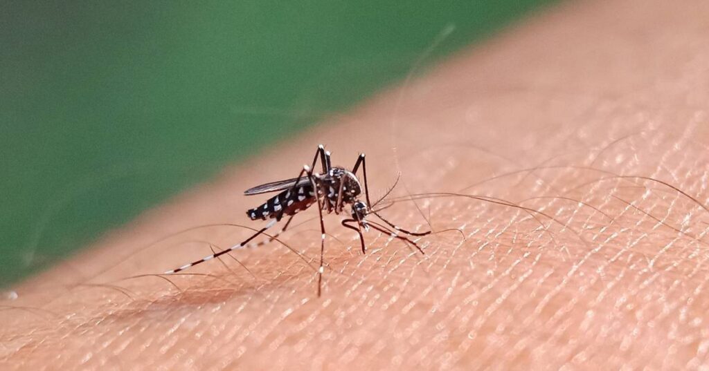  La Organización Panamericana de la Salud (OPS) alertó de que se espera que esta sea la peor temporada de dengue en la historia para el continente americano.